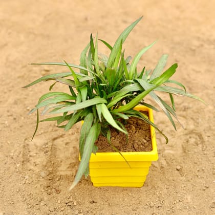 Buy ?Ruellia (Any Colour) in 4 Inch Yellow Premium Orchid Square Plastic Pot Online | Urvann.com