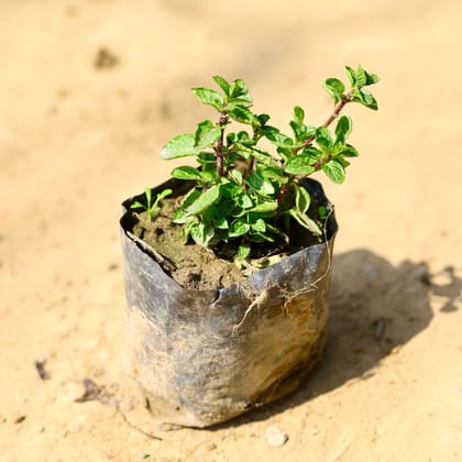 Buy Pudina / Mint in 4 Inch Nursery Bag Online | Urvann.com