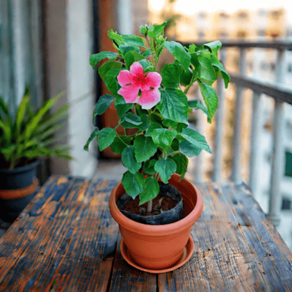 Hibiscus / Gudhal (any colour) in 7 Inch Classy Red Plastic Pot with Tray