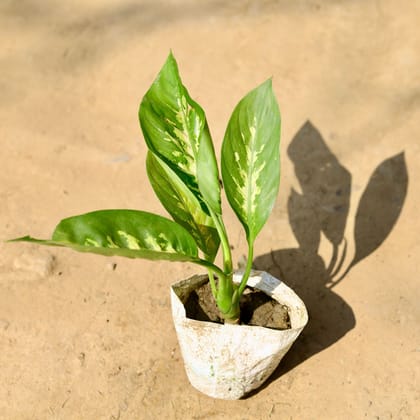 Buy Dieffenbachia Seguine in 4 Inch Nursery Bag Online | Urvann.com