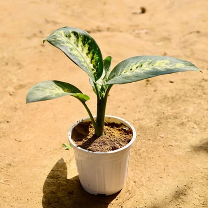 Buy Dieffenbachia Seguine in 6 Inch White Super Nursery Pot Online | Urvann.com