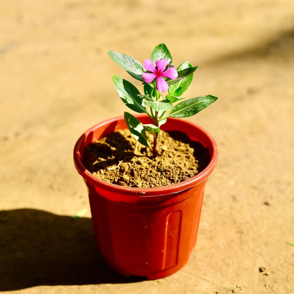 Periwinkle / Sadabahar / Vinca (any colour) in 6 Inch Red Super Nursery Pot