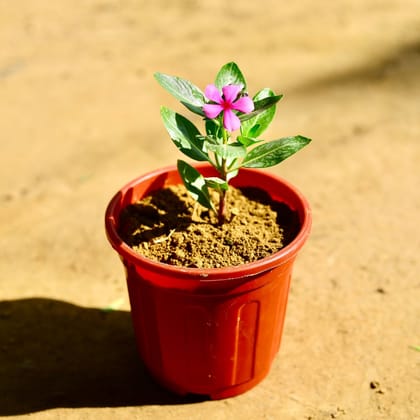 Buy Periwinkle / Sadabahar / Vinca (any colour) in 6 Inch Red Super Nursery Pot Online | Urvann.com