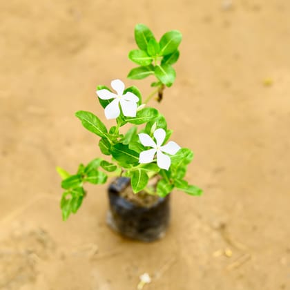 Buy Sadabahar / Periwinkle / Vinca (Desi) (any colour) in 4 Inch Nursery Bag Online | Urvann.com