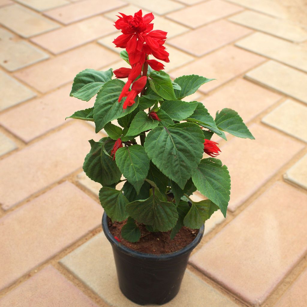 Salvia (Any Colour) in 5 Inch Nursery Pot