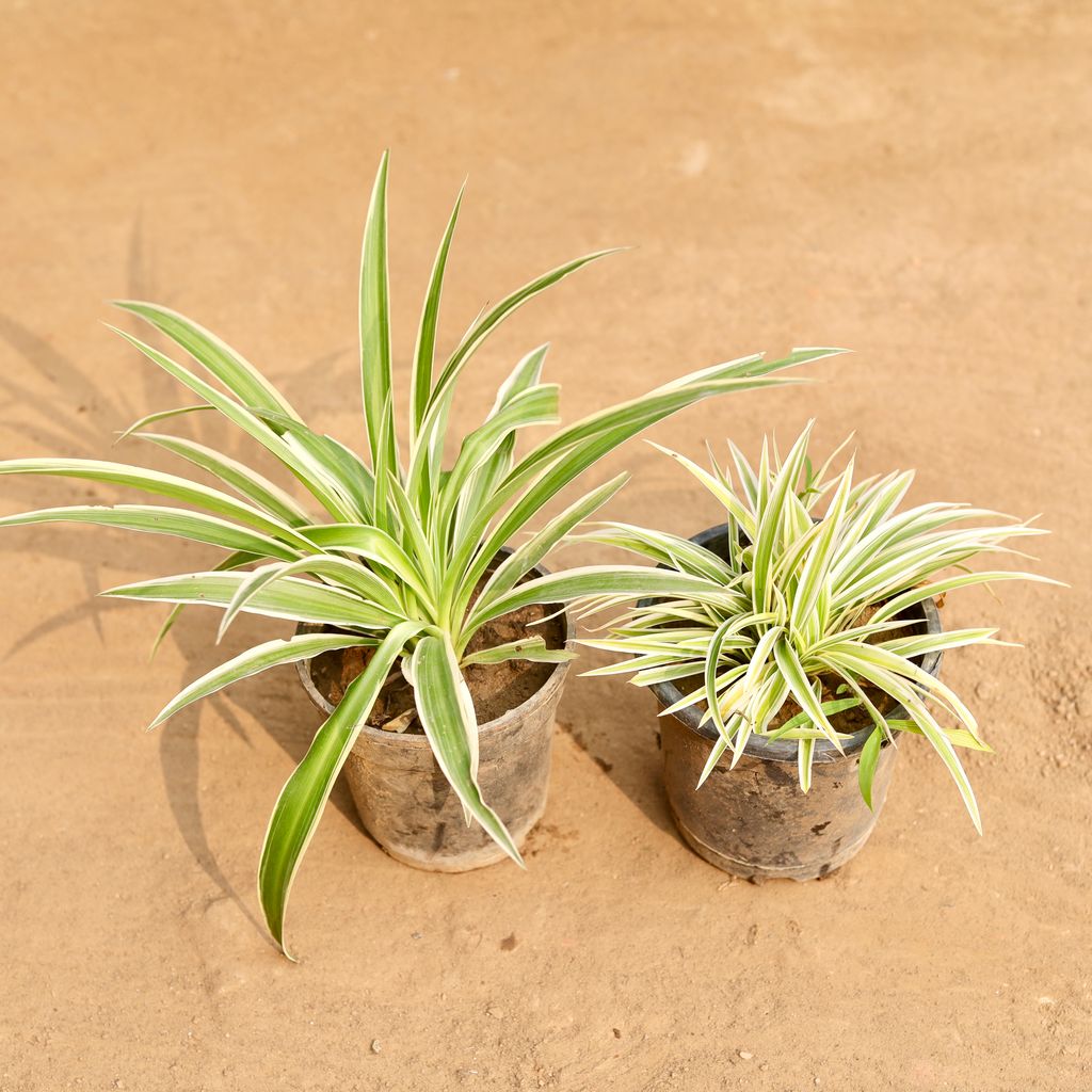 Set of 2 - Spider Plant in 5 Inch Nursery Pot