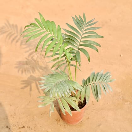 Buy Chamaedorea Palm in 5 Inch Nursery Pot | Urvann.com