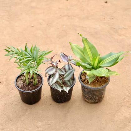 Buy Set of 3 - Chemadora Palm, Wandering Jew & Brazilian Wood Plant in 4 Inch Nursery Pot | Urvann.com