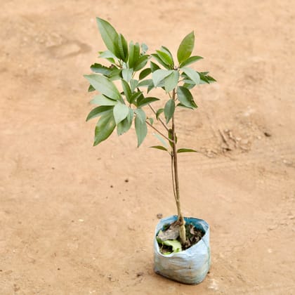 Buy Chiku / Sapodilla in 6 Inch Nursery bag | Urvann.com