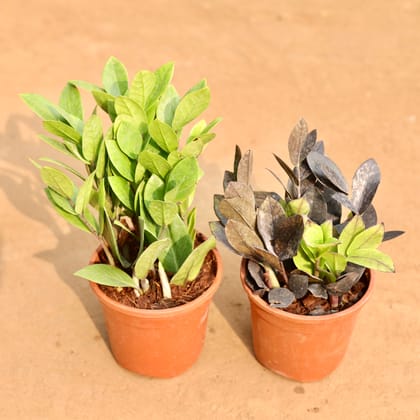 Buy Set of 2 - Zz Black & Zz Green in 5 Inch Nursery Pot | Urvann.com