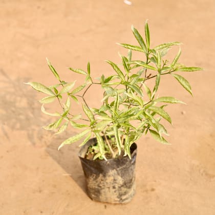 Buy Chandni White in 4 Inch Nursery bag | Urvann.com