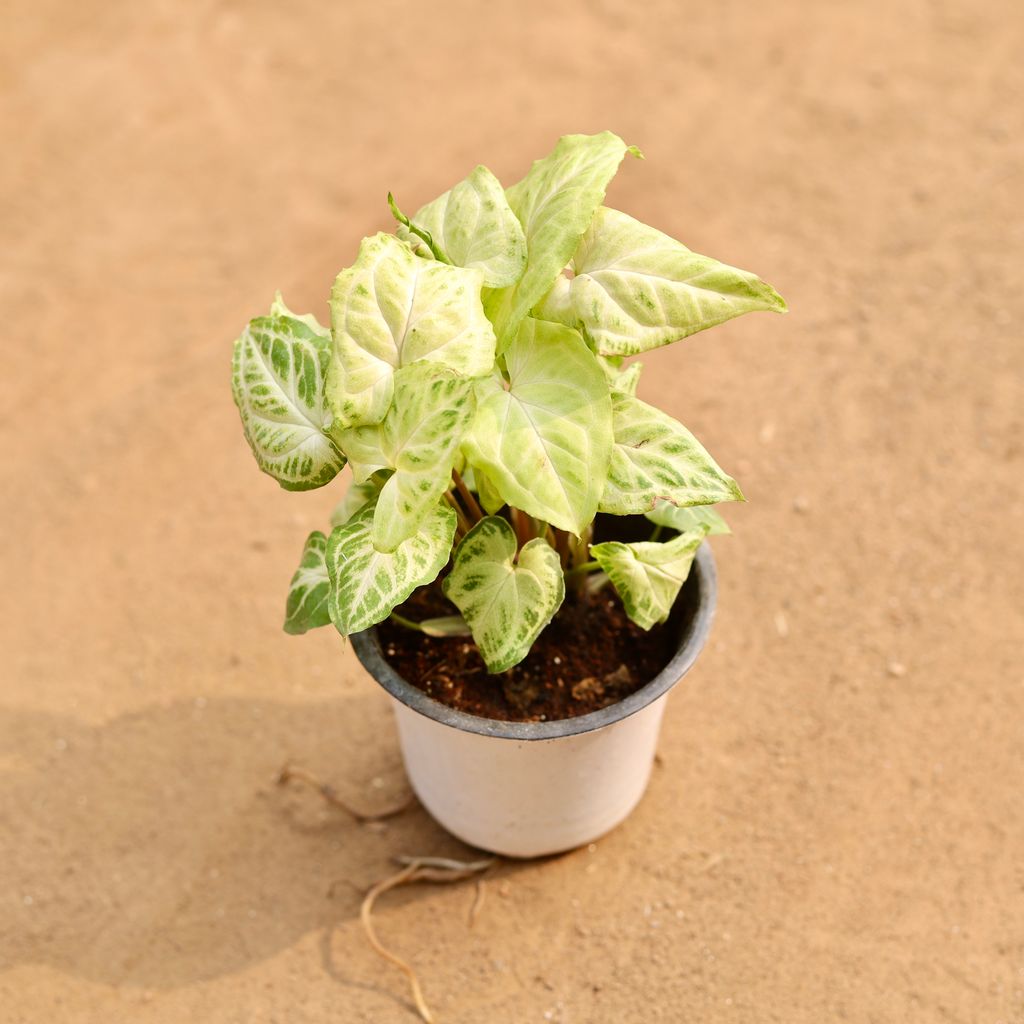 Syngonium White Butterfly in 5 Inch Nursery Pot