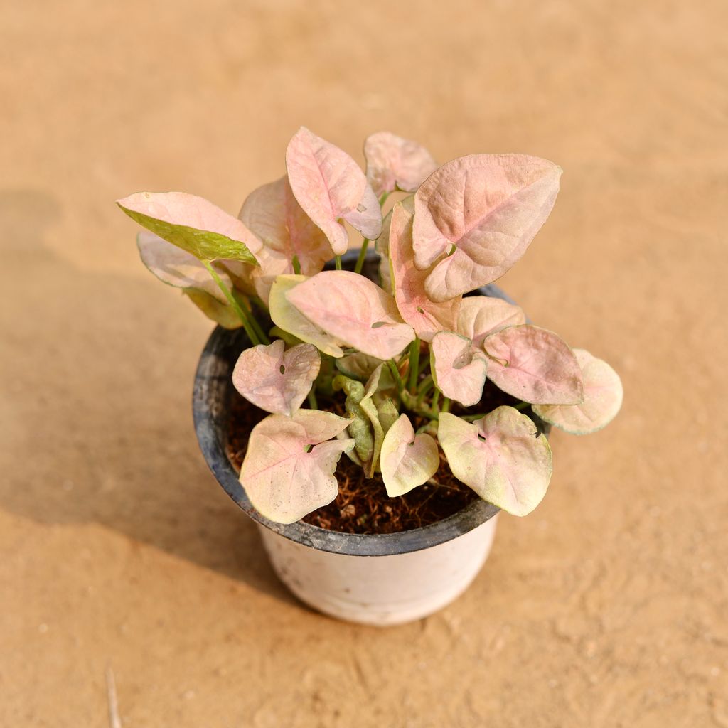 Syngonium Pink in 4 Inch Nursery Pot