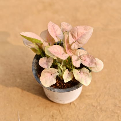 Buy Syngonium Pink in 4 Inch Nursery Pot | Urvann.com