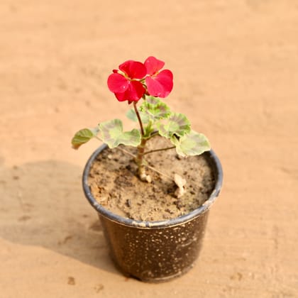 Buy Geranium (Any colour) in 6 Inch Nursery Pot | Urvann.com