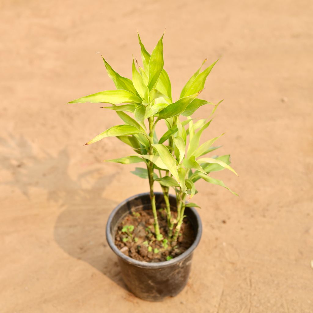 Golden Lucky Bamboo in 6 Inch Nursery Pot