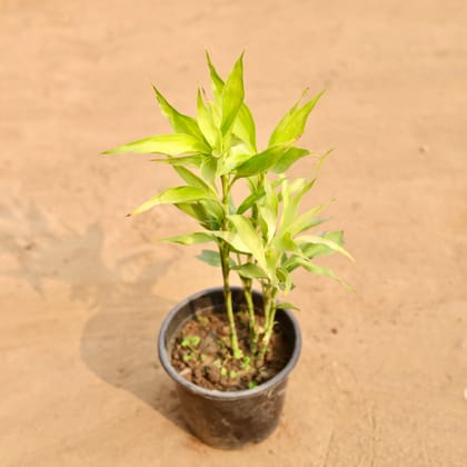 Buy Golden Lucky Bamboo in 6 Inch Nursery Pot | Urvann.com