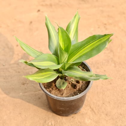 Buy Brazilian Wood in 5 Inch Nursery Pot | Urvann.com