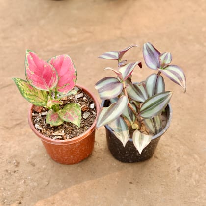 Buy Aswet of 2 - Aglaonema Pink & Wandering Jew in 4 Inch Nursery Pot | Urvann.com