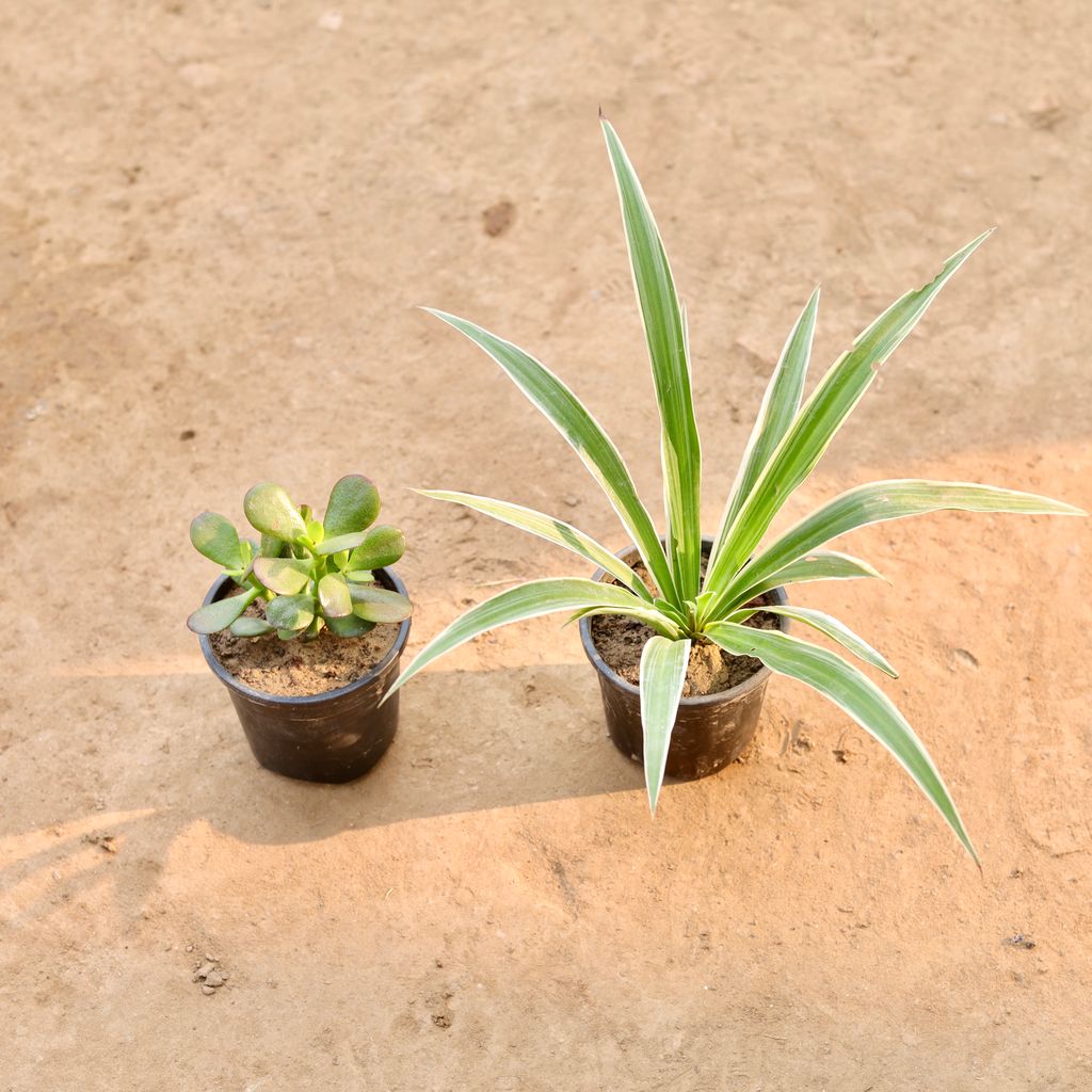 Set of 2 - Crassula Lucky &Spider Plant in 4 Inch Nursery Pot