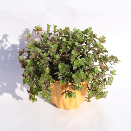 Buy Black Lady / Turtle Vine Black in 3 Inch Vibrant Yellow Ripple Designer Ceramic Pot Online | Urvann.com