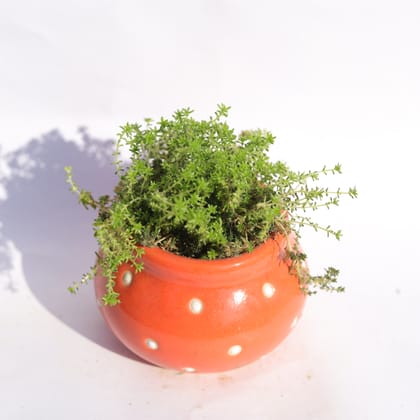 Buy Moss Green Succulent in 3 Inch Orange Polka Dotted Handmade Matki Ceramic Pot � Minimalist Glossy Succulent Pot, Indoor Flower Pot for Home and Office D�cor Online | Urvann.com