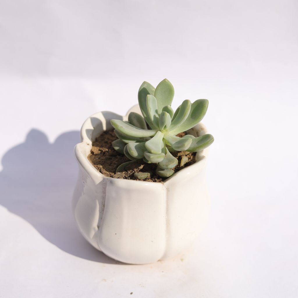 Echeveria Moonglow Succulent in 3.5 Inch White Tulip Ceramic Pot