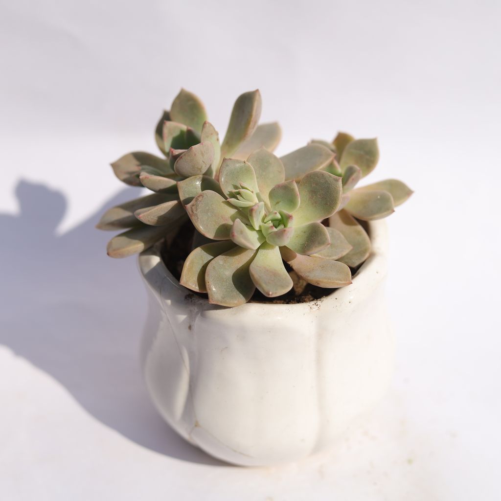 Echeveria Elegans Succulent in 3.5 Inch White Tulip Ceramic Pot