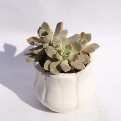 Buy Echeveria Elegans Succulent in 3.5 Inch White Tulip Ceramic Pot Online | Urvann.com