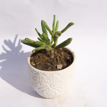 Buy Crassula Jade Gollum / Finger Succulent in 3.5 Inch White 3D Heart Handcrafted Textured Ceramic Pot � Minimalist Glossy Succulent Pot, Indoor Flower Pot for Home and Office D�cor Online | Urvann.com