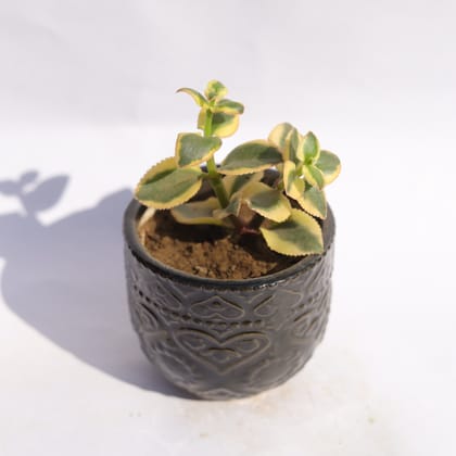 Buy Crassula Sarmentosa in 3.5 Inch Black 3D Heart Handcrafted Textured Ceramic Pot � Minimalist Glossy Succulent Pot, Indoor Flower Pot for Home and Office D�cor Online | Urvann.com