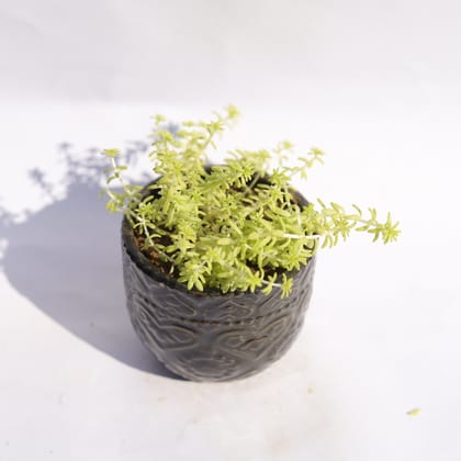 Buy Sedum Japonica in 3.5 Inch Black 3D Heart Handcrafted Textured Ceramic Pot � Minimalist Glossy Succulent Pot, Indoor Flower Pot for Home and Office D�cor Online | Urvann.com