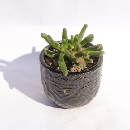 Buy Crassula Gollum Jade in 3.5 Inch Black 3D Heart Handcrafted Textured Ceramic Pot � Minimalist Glossy Succulent Pot, Indoor Flower Pot for Home and Office D�cor Online | Urvann.com