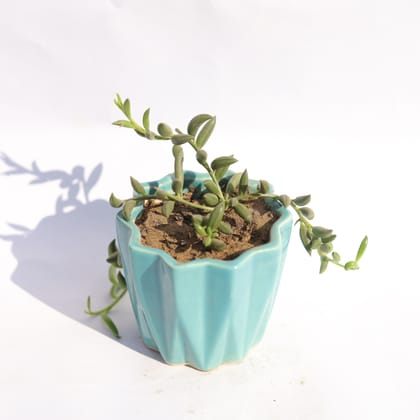 Buy String of Banana in 3 Inch Vibrant Blue Ripple Designer Ceramic Pot Online | Urvann.com