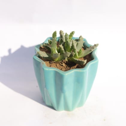 Buy Stomatium Trifarium in 3 Inch Vibrant Blue Ripple Designer Ceramic Pot Online | Urvann.com