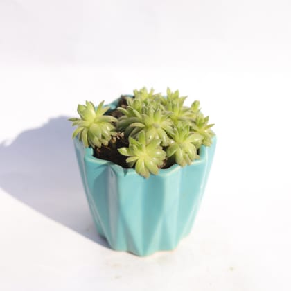 Buy Aptenia Cordifolia in 3 Inch Vibrant Blue Ripple Designer Ceramic Pot Online | Urvann.com