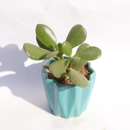 Buy Crassula Ovata Succulent in 3 Inch Vibrant Blue Ripple Designer Ceramic Pot Online | Urvann.com