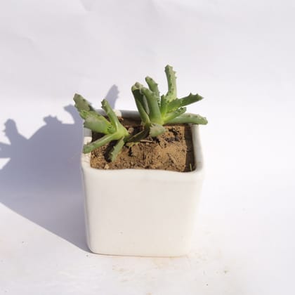 Buy Stomatium Trifarium in 3 Inch Classy White Square Shaped Ceramic Pot Online | Urvann.com