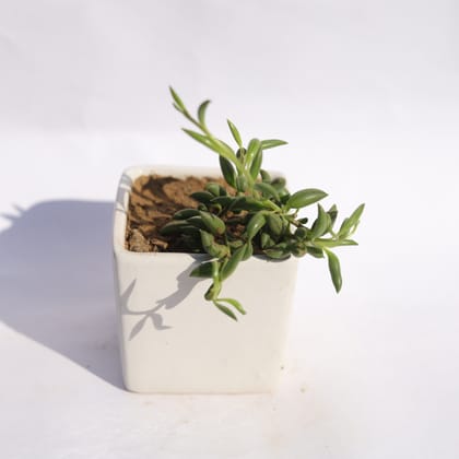 Buy String of Banana in 3 Inch Classy White Square Shaped Ceramic Pot Online | Urvann.com