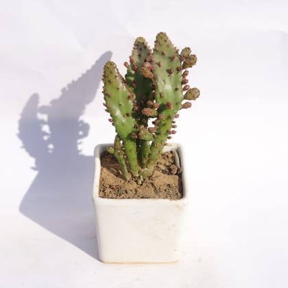 Buy Optunia Monacantha Succulent in 3 Inch Classy White Square Shaped Ceramic Pot Online | Urvann.com