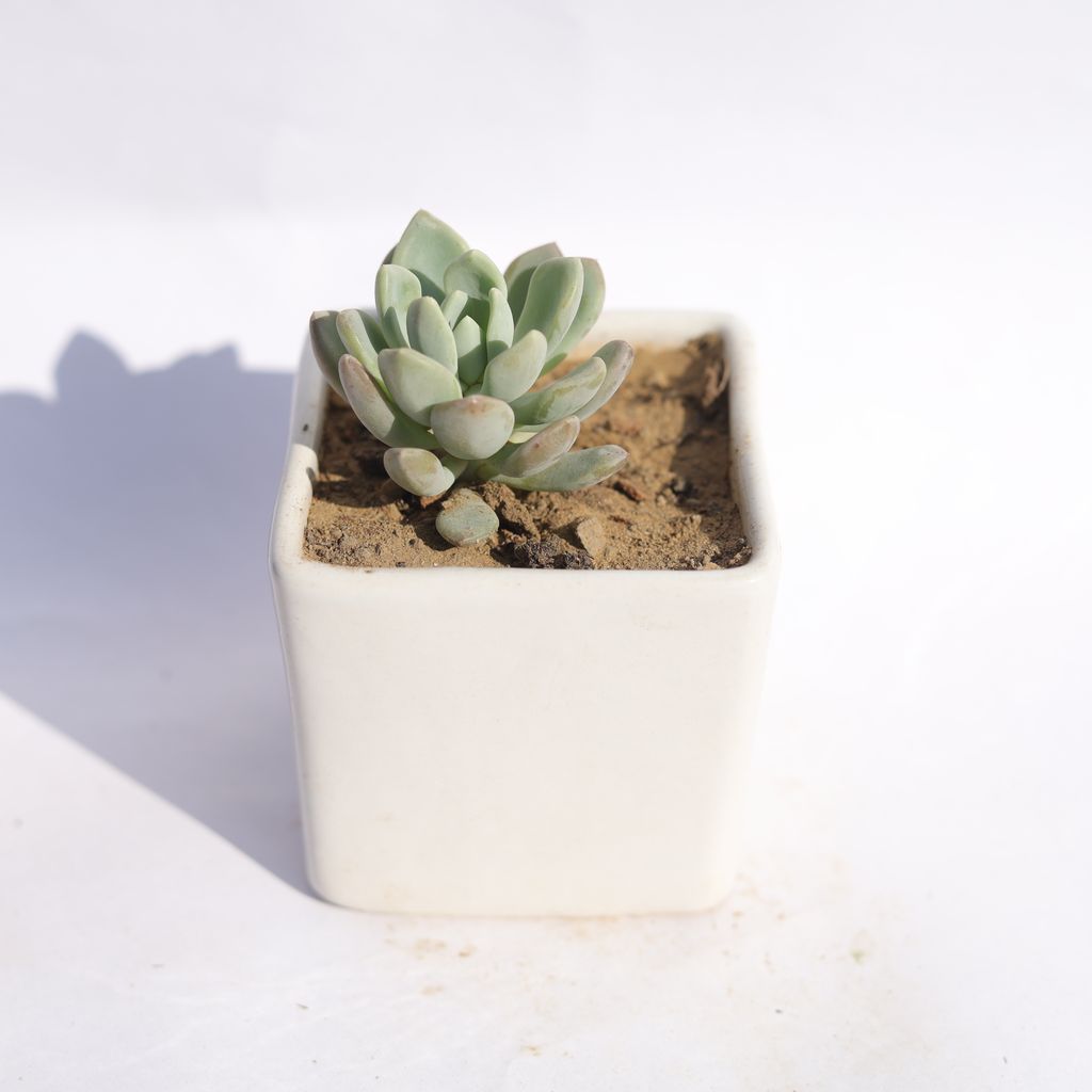 Echeveria Moonglow Succulent in 3 Inch Classy White Square Shaped Ceramic Pot