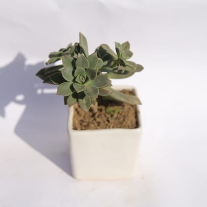 Buy Aeonium Kiwi Succuelnt in 3 Inch Classy White Square Shaped Ceramic Pot Online | Urvann.com