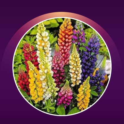 Free Gift - Lupin Seeds - Excellent Germination - Flash Sale