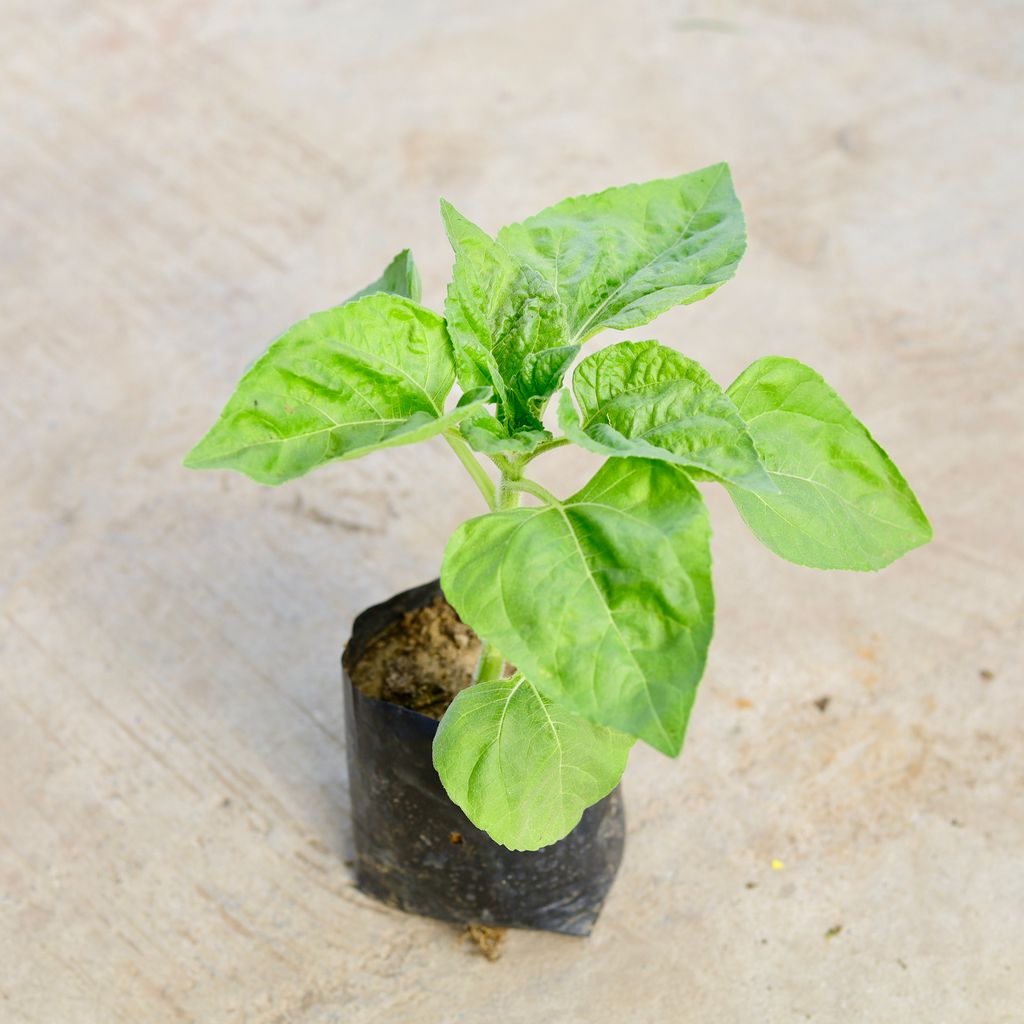 Sunflower (any colour) in 4 inch Nursery Bag