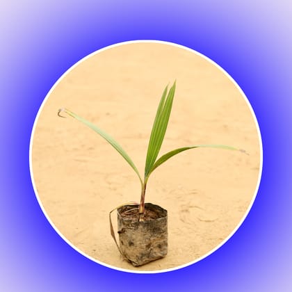 Free Gift - Washingtonia Palm in 3 Inch Nursery Bag - Flash Sale