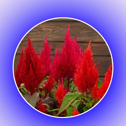 Free Gift - Celosia Red seeds - Excellent Germination - Flash Sale