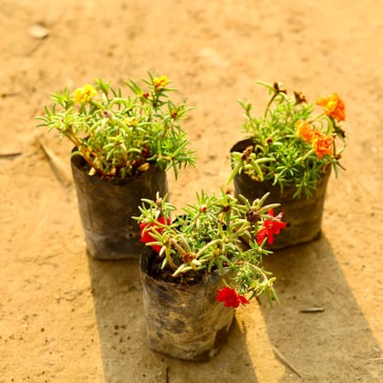 Buy Set of 3 - Portulaca Moss rose (Orange, Yellow & Red) in 4 Inch Nursery Bag Online | Urvann.com