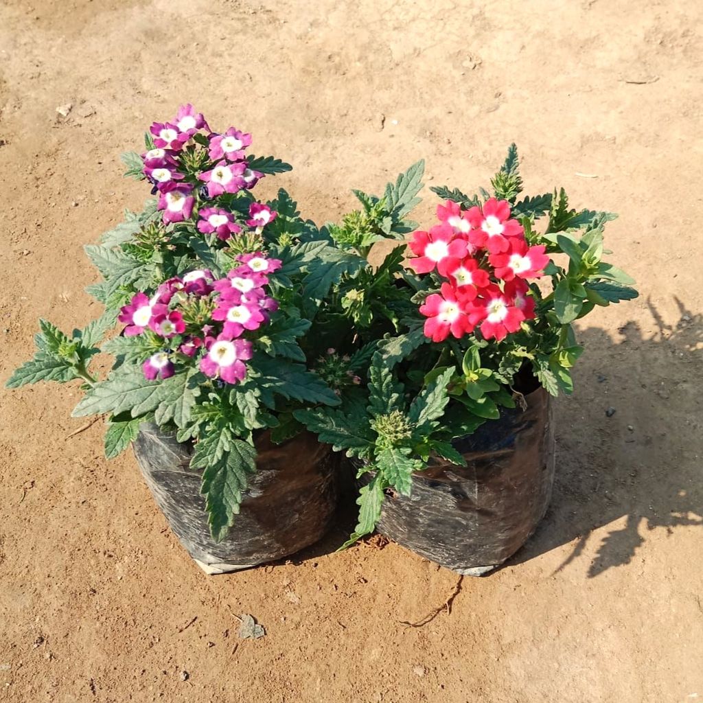 Set of 2 - Verbena (Pink & Purple) in 4 Inch Nursery Bag