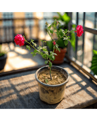 Desi Rose Red in 6 Inch Nursery Pot