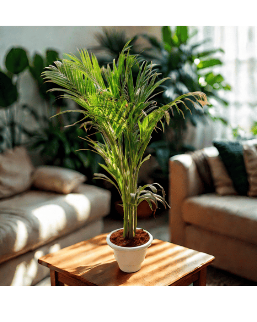 Areca Palm (~ 4 Ft) in 10 Inch White Classy Plastic Pot